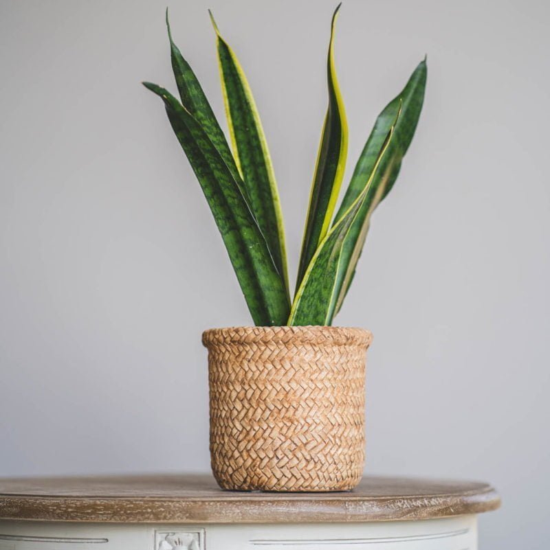 Sansevieria o Lengua de suegra - tiendachagual