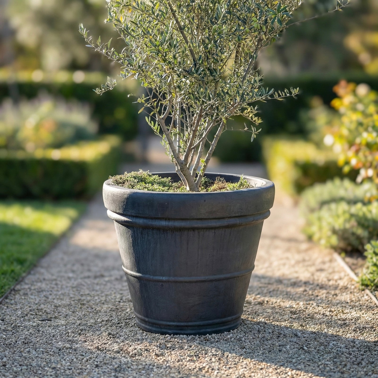 Macetero Chañar Gris Acero con árbol en jardín