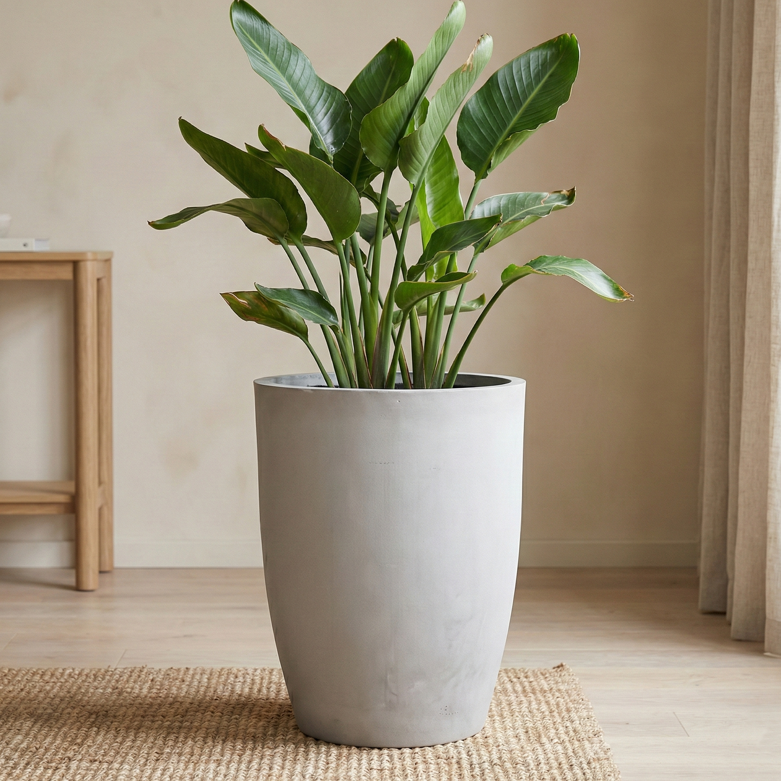 Macetero Belloto gris claro con planta verde en ambiente interior