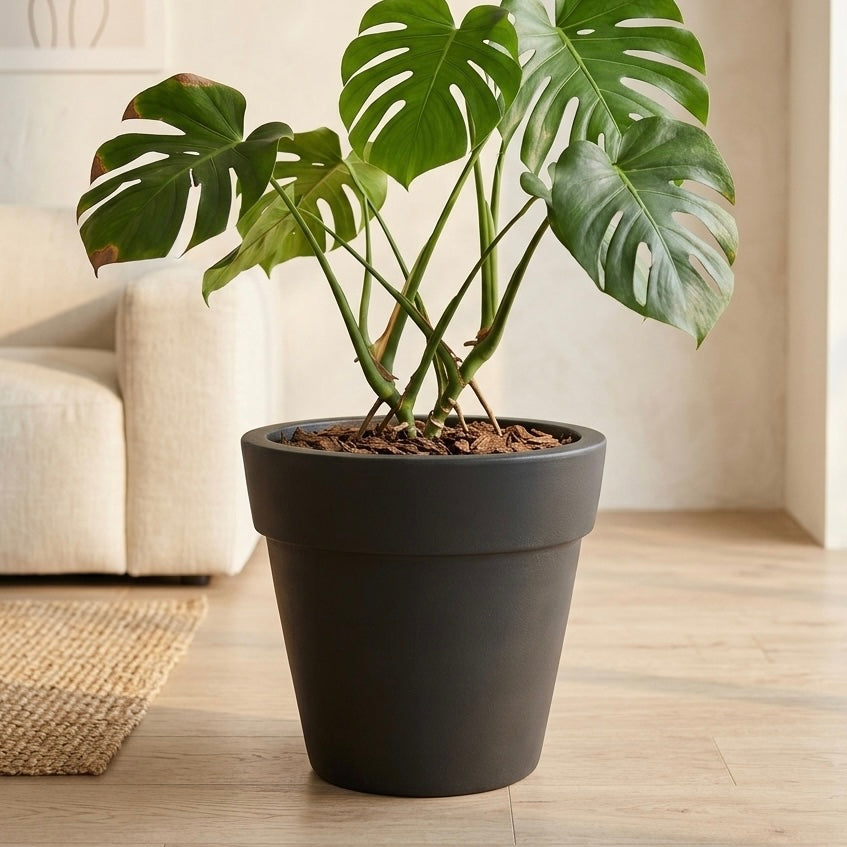 Macetero Quillay Negro con planta de hojas grandes en interior