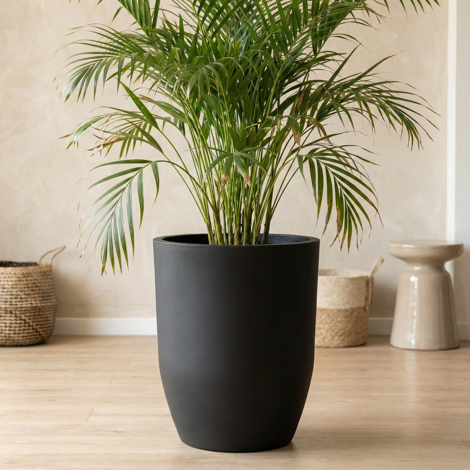 Macetero Belloto negro alto con planta de hojas largas en interior