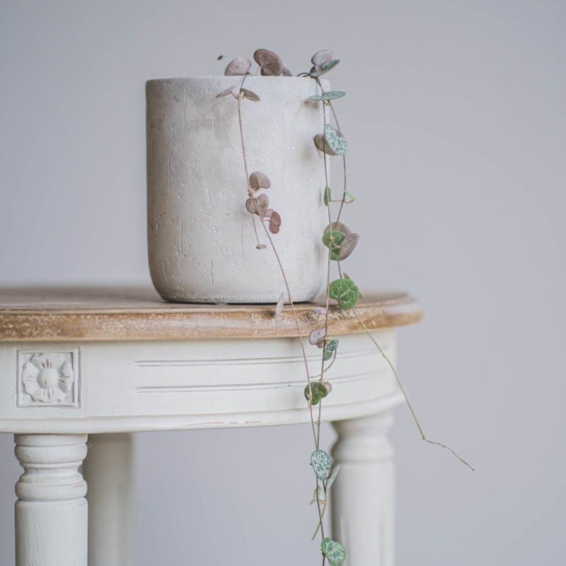 Ceropegia Woodii - tiendachagual