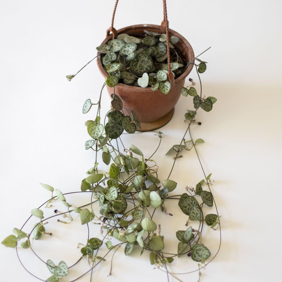 Ceropegia Woodii - tiendachagual