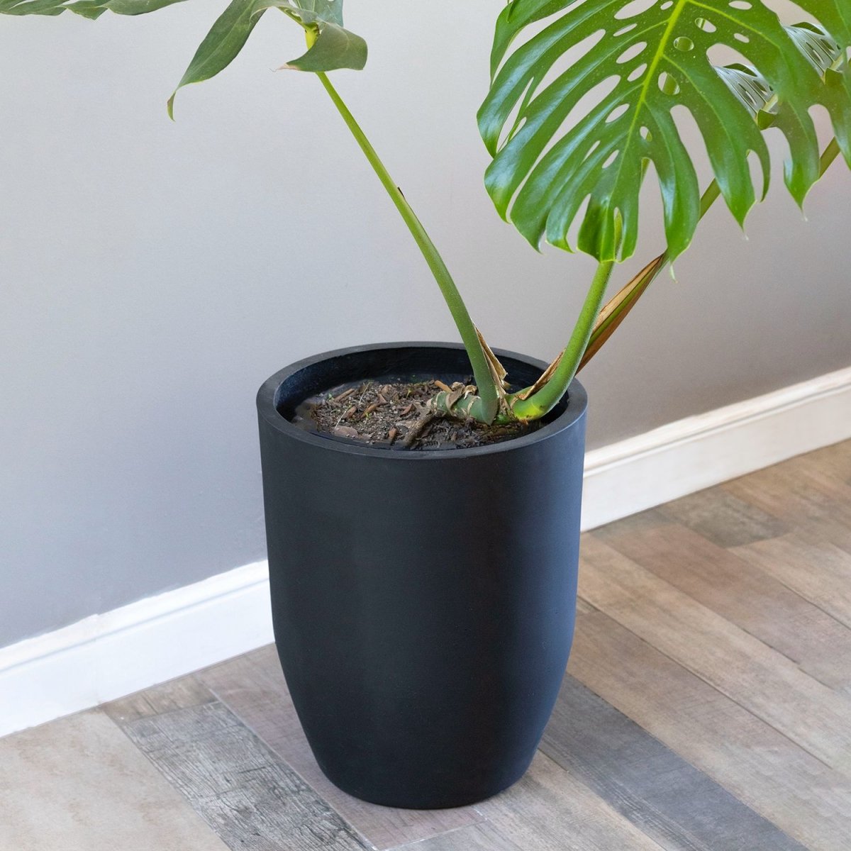 Macetero Belloto negro - tiendachagual