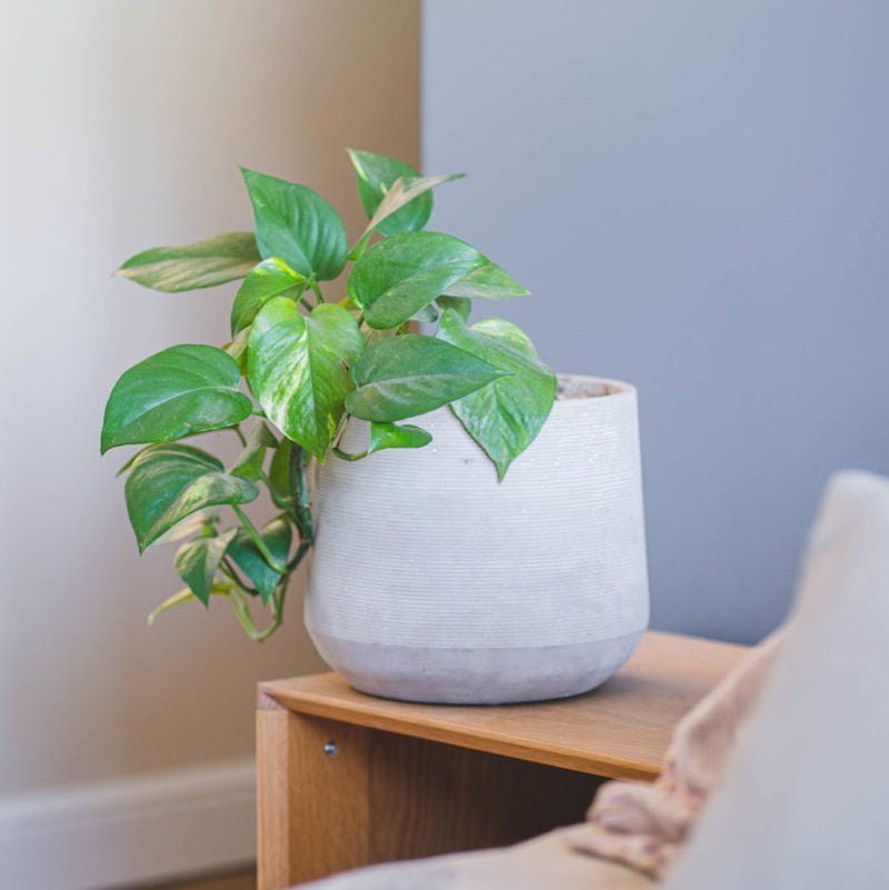 Macetero Luma - tiendachagual