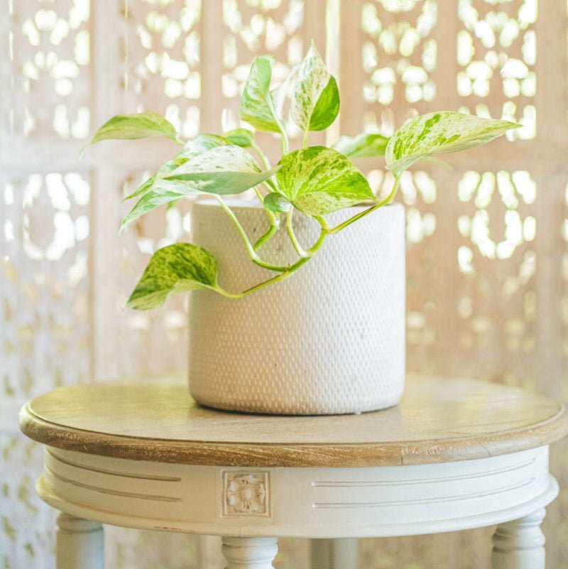 Macetero Mañio - tiendachagual