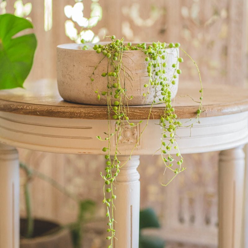 Macetero Patagua Bajo - tiendachagual