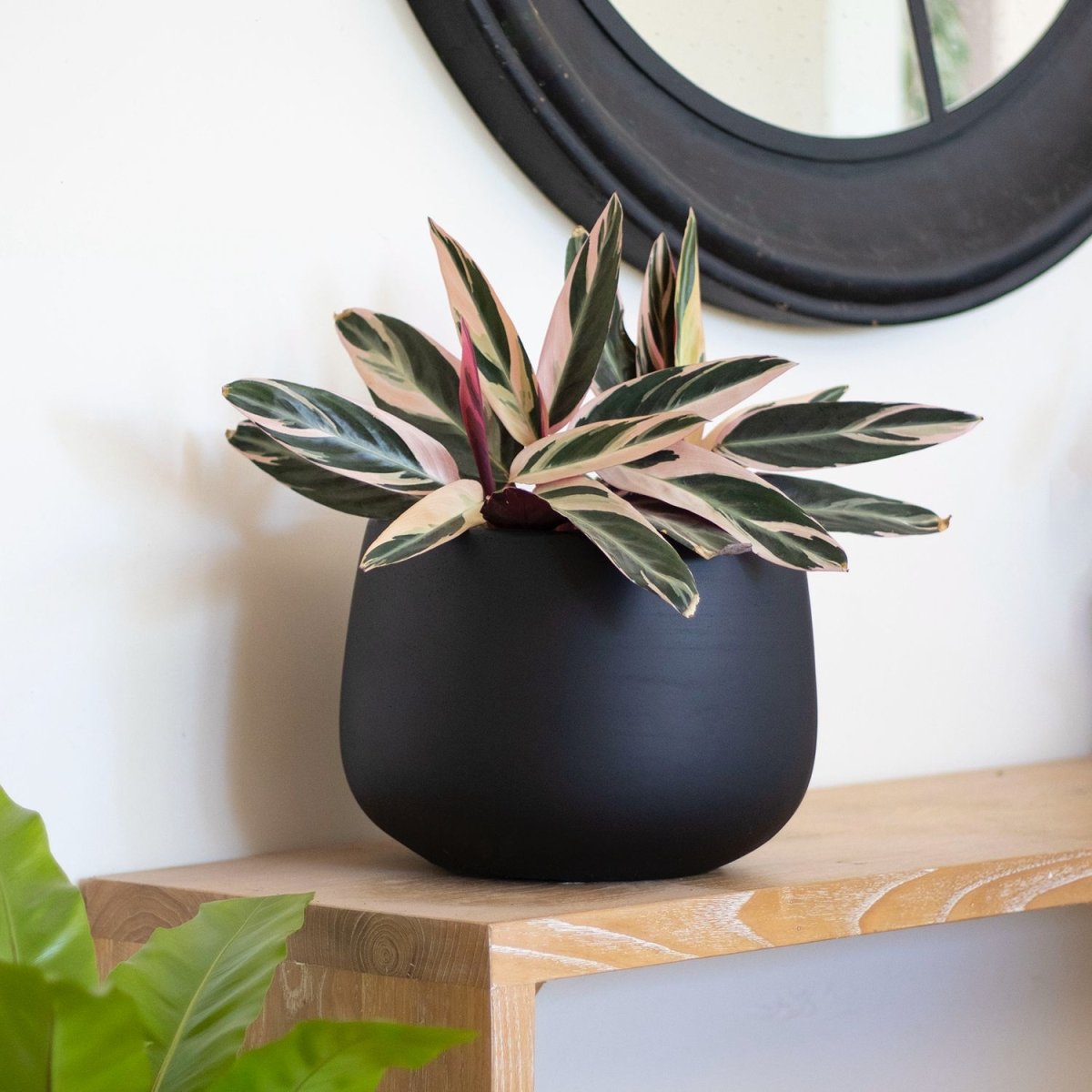 Macetero Tepa negro - tiendachagual