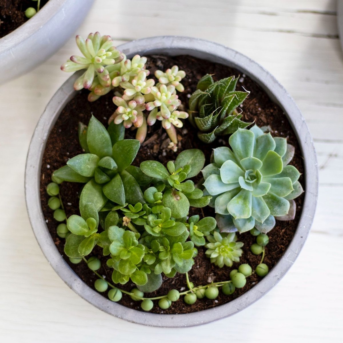 Mix suculentas - tiendachagual