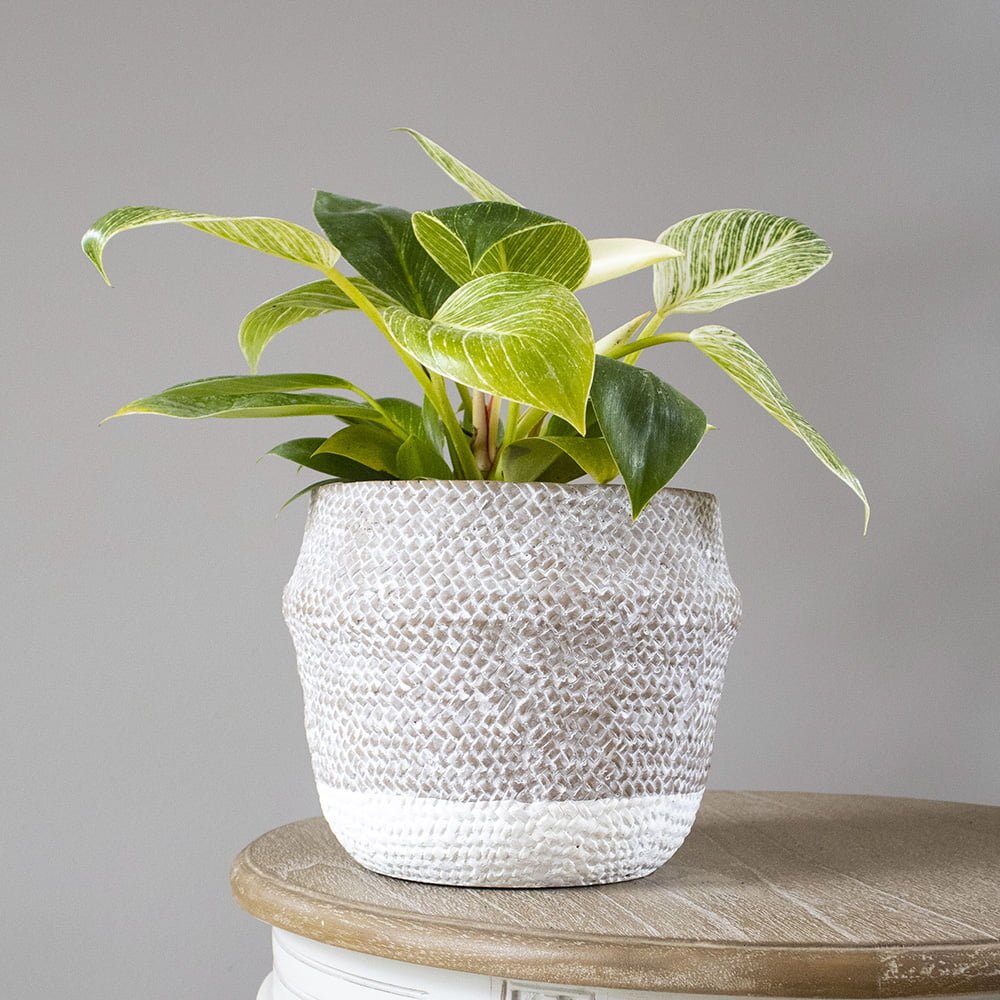 Philodendron Birkin - tiendachagual