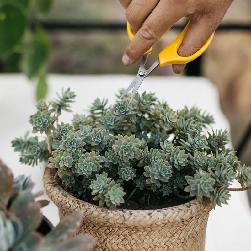 Tijera de Podar - tiendachagual