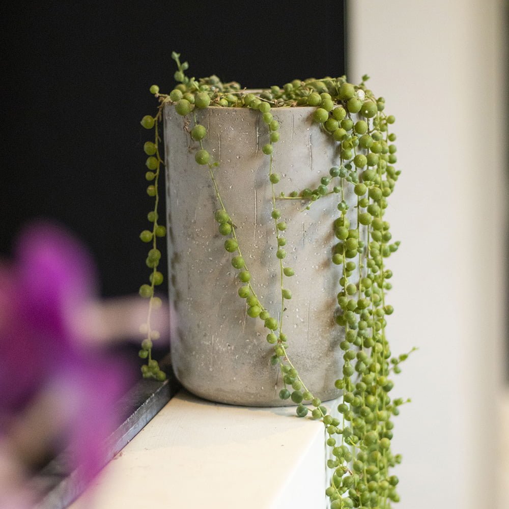 Cómo hacer feliz a tu Rosario o Senecio Rowleyanus - tiendachagual