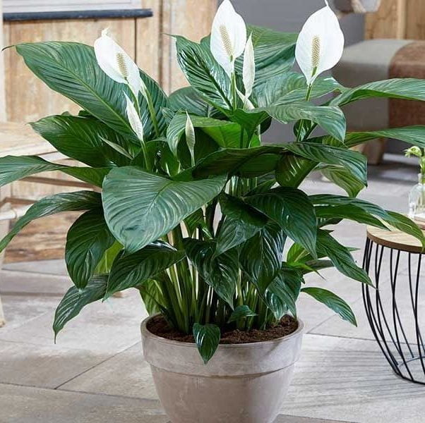 Consejos de cuidado para que tu Espatifilio (Spathiphyllum) - tiendachagual
