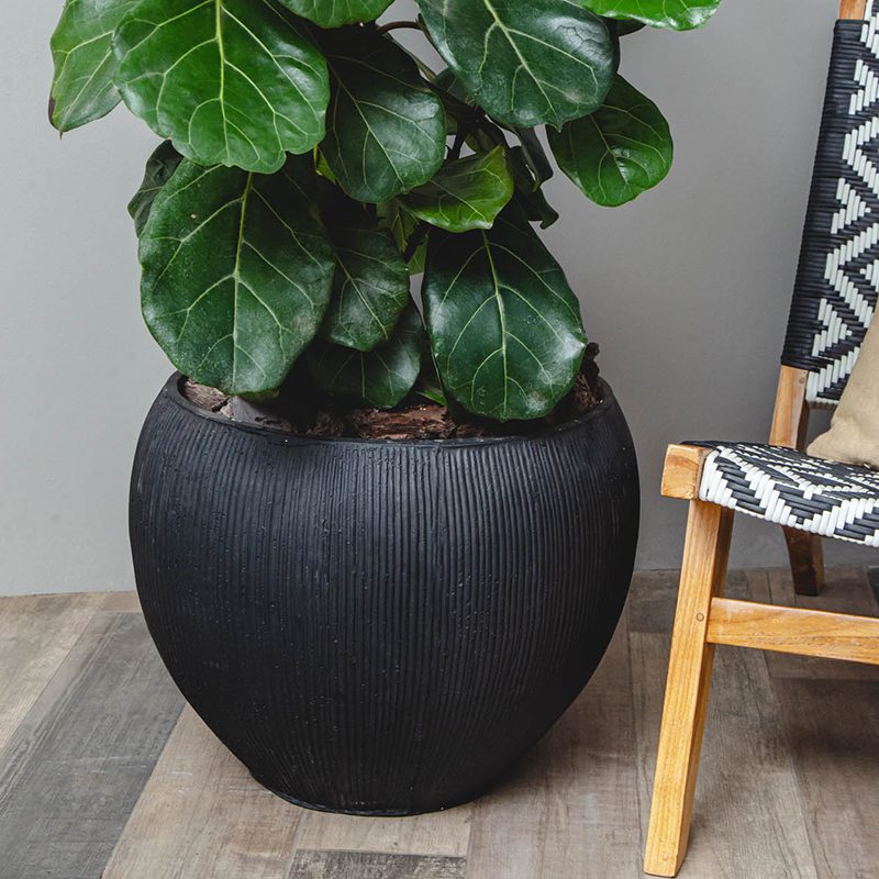 ¡Ficus Lyrata! Lo más importante. - tiendachagual