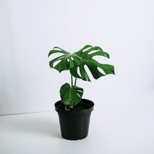 Monstera Deliciosa - tiendachagual