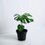 monstera-deliciosa
