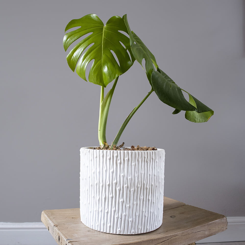 Canelo monstera S