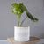 Canelo monstera S