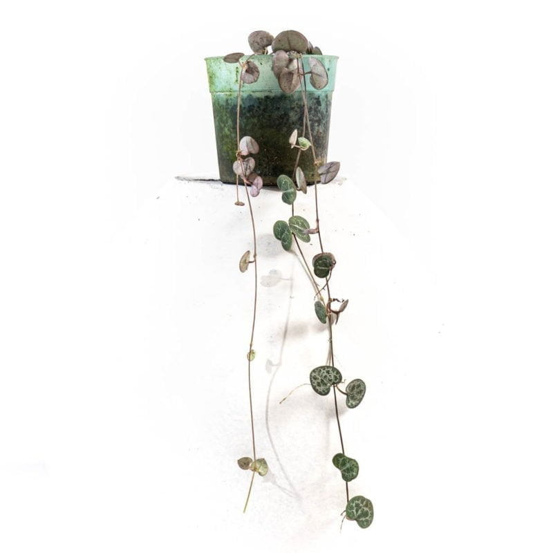Ceropegia Woodii