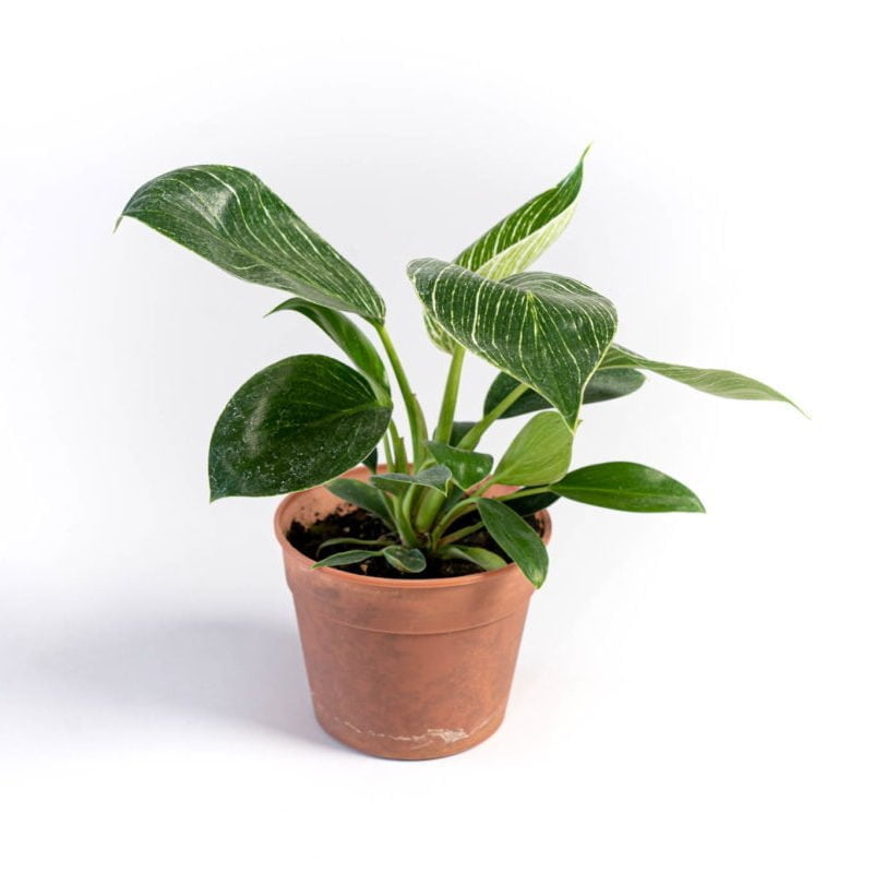 El Philodendron Birkin