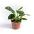 El Philodendron Birkin
