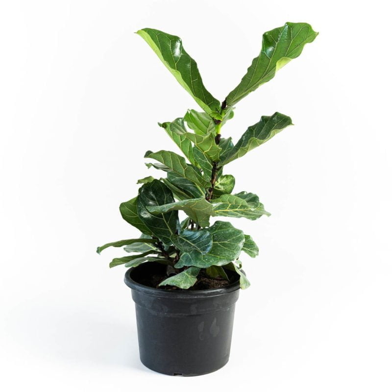 Ficus Lyrata