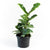 Ficus Lyrata