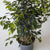Ficus Benjamina Danielle (verde) 02w