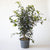 notro m ficus 01w