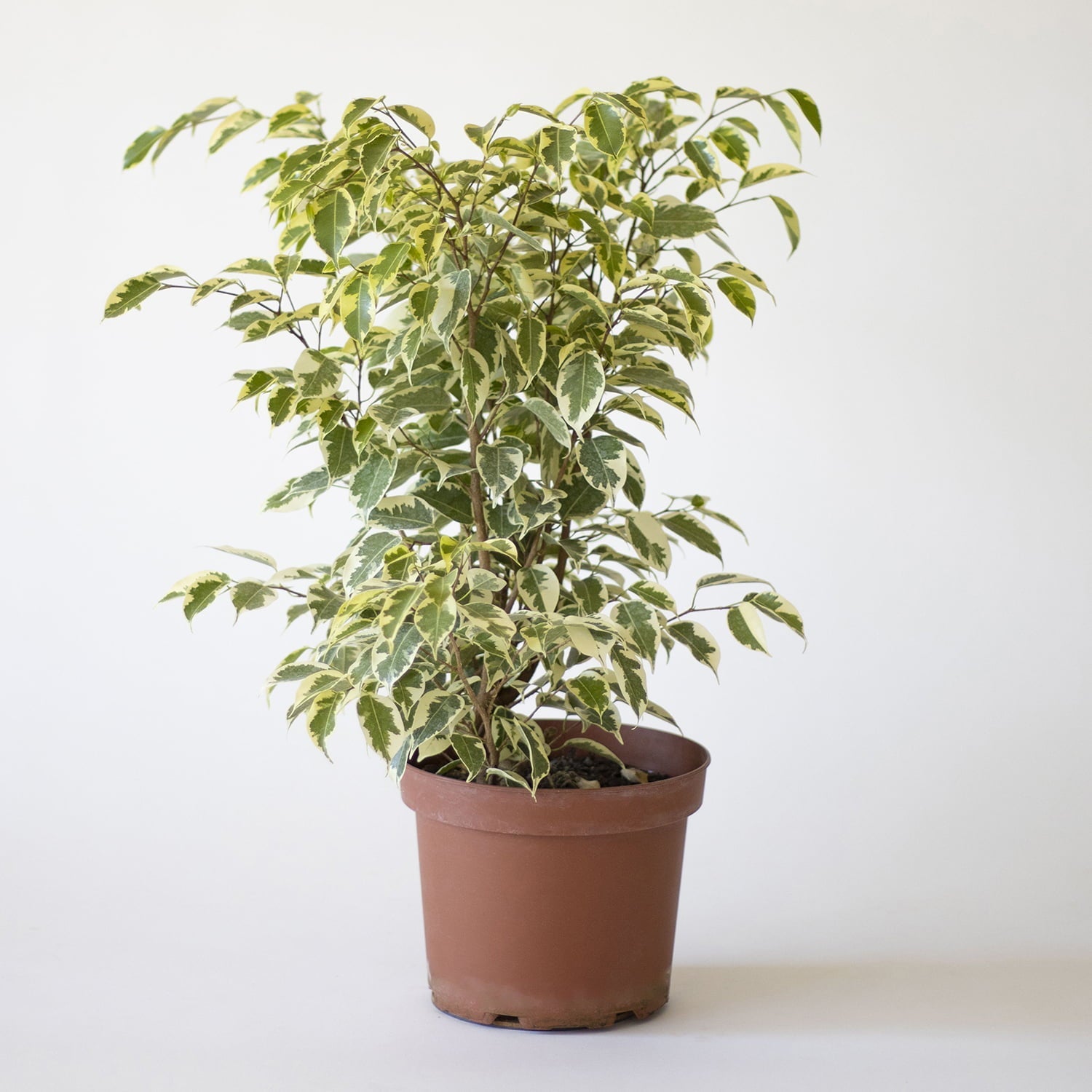 Ficus Benjamina Melany (variegado) 01w