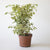 Ficus Benjamina Melany (variegado) 01w