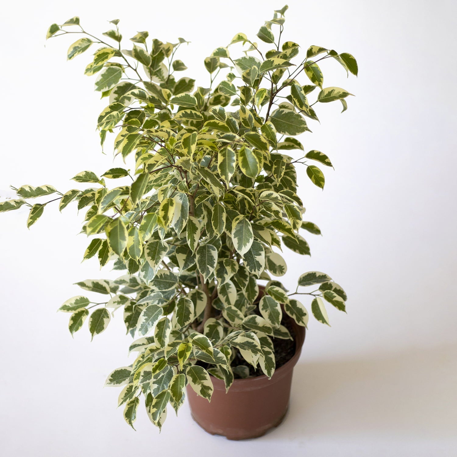 Ficus Benjamina Melany (variegado) 02w