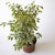 Ficus Benjamina Melany (variegado) 02w