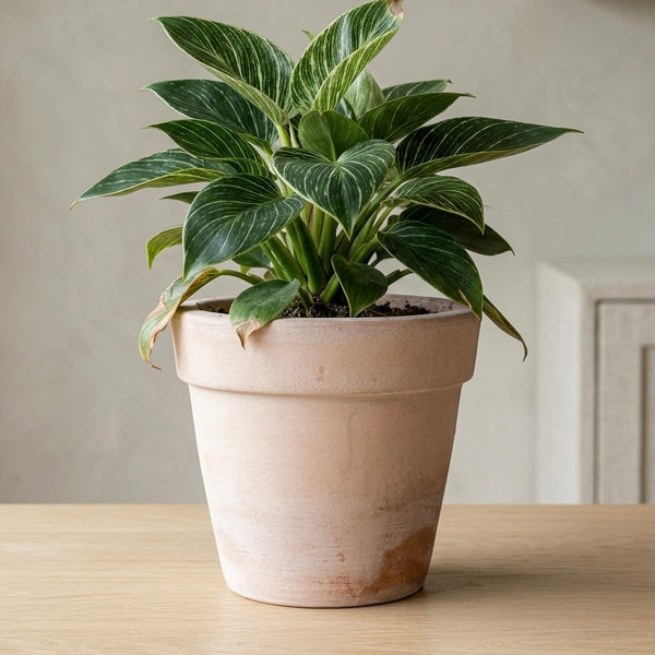 Macetero Quillay con planta sobre mesa en interior