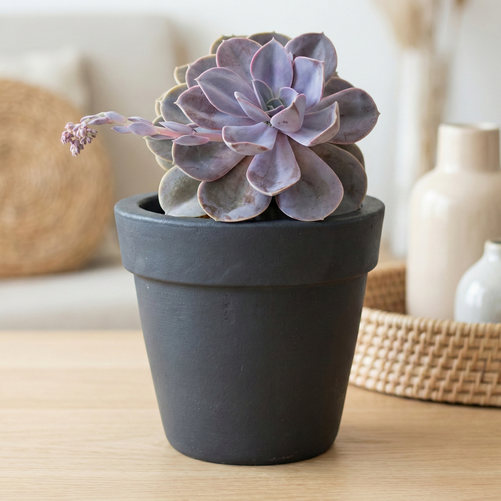 Macetero Quillay Negro