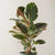 P00P031_otros5 - Copy