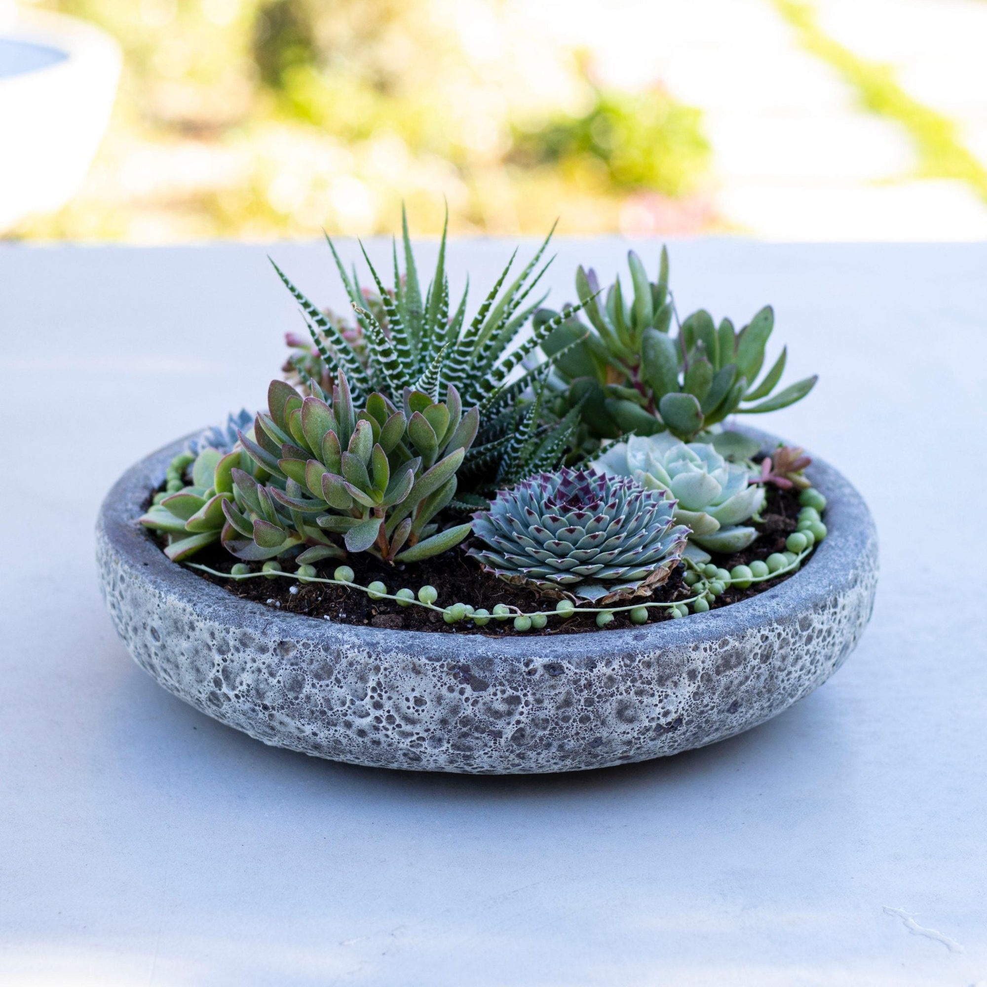 MIX SUCULENTAS + 32X8CMS CON AGUJERO