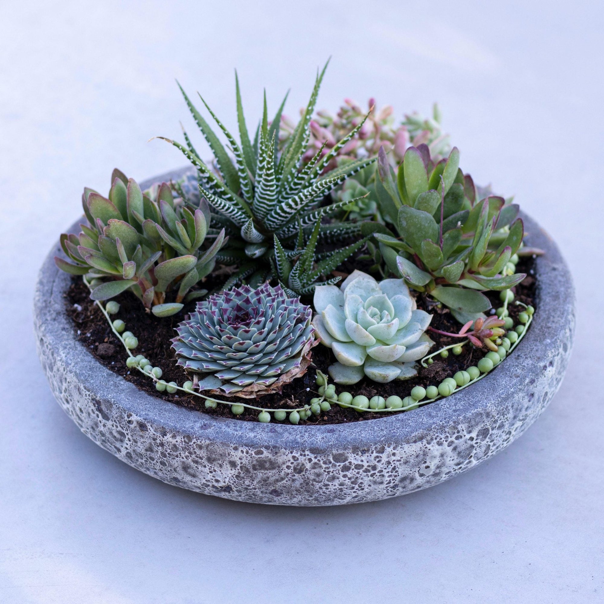 MIX SUCULENTAS + 32X8CMS CON AGUJERO