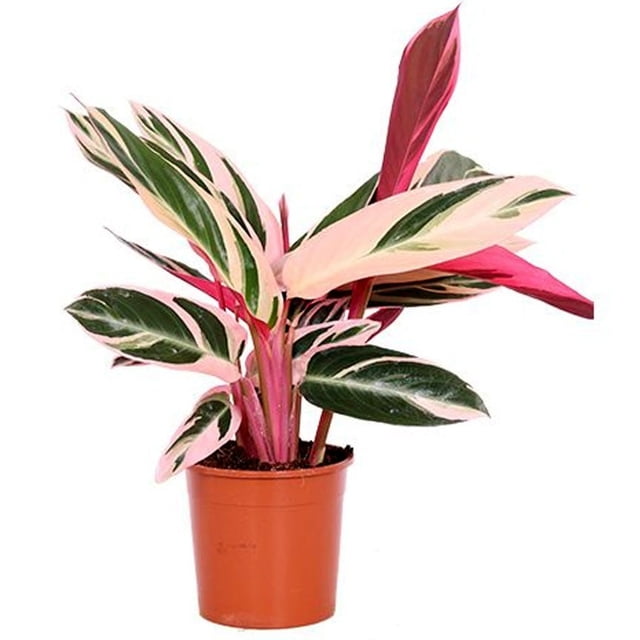 calathea-triostar-nube1-d88d494c85f8f7962e15912401301164-640-0