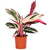 calathea-triostar-nube1-d88d494c85f8f7962e15912401301164-640-0