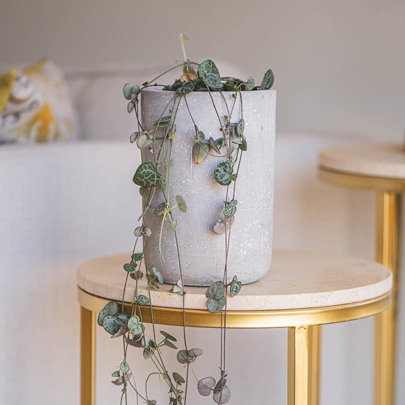 Ceropegia Woodii - tiendachagual