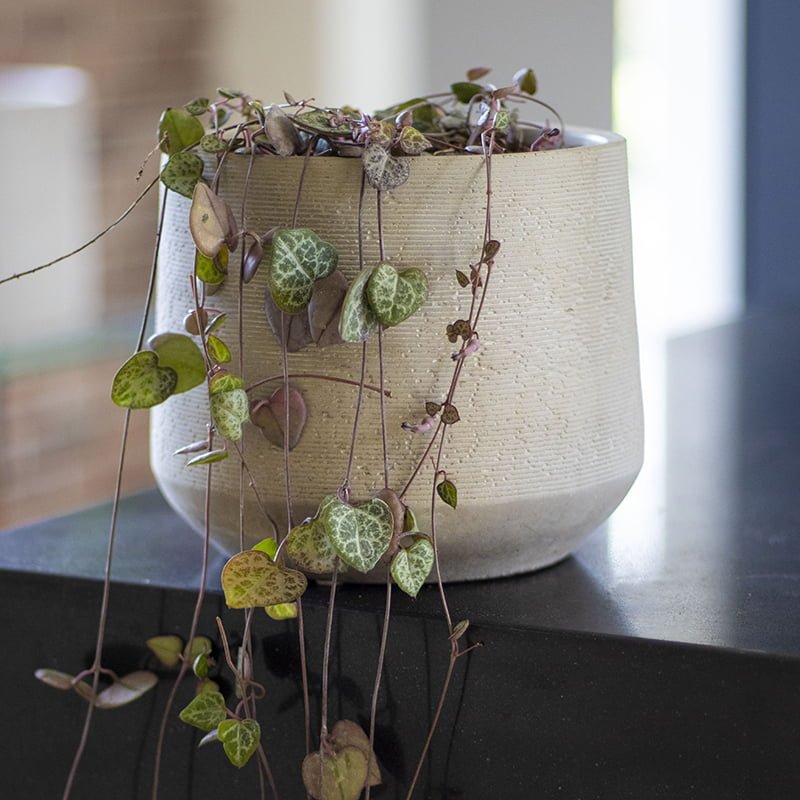 Ceropegia Woodii - tiendachagual