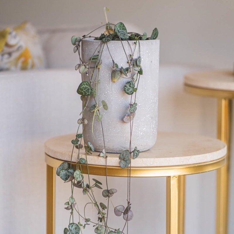 Ceropegia Woodii - tiendachagual