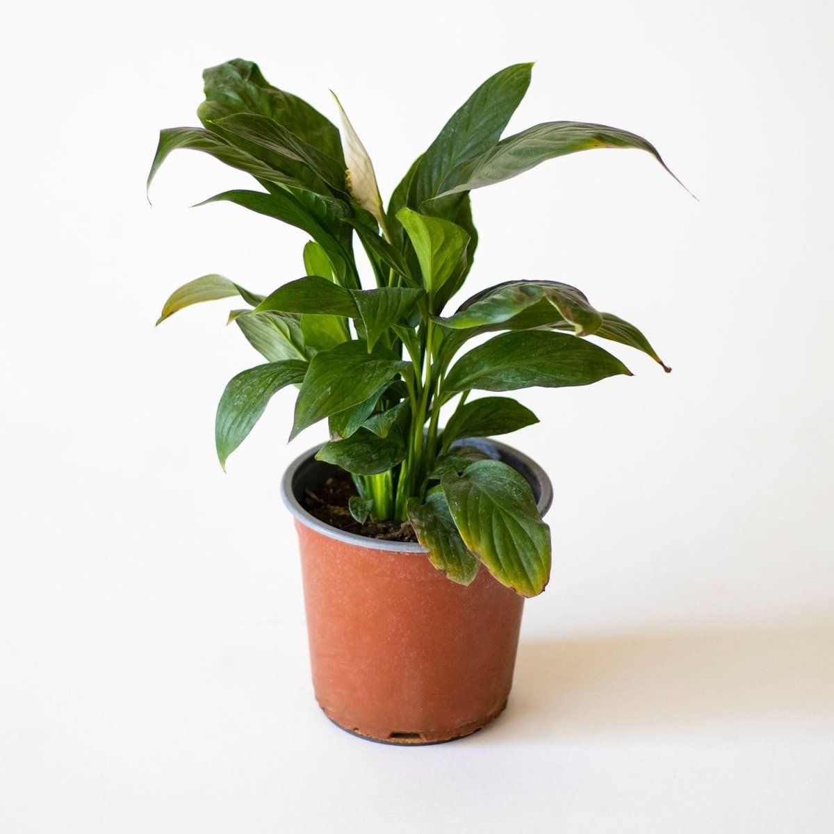 Espatifilo - tiendachagual