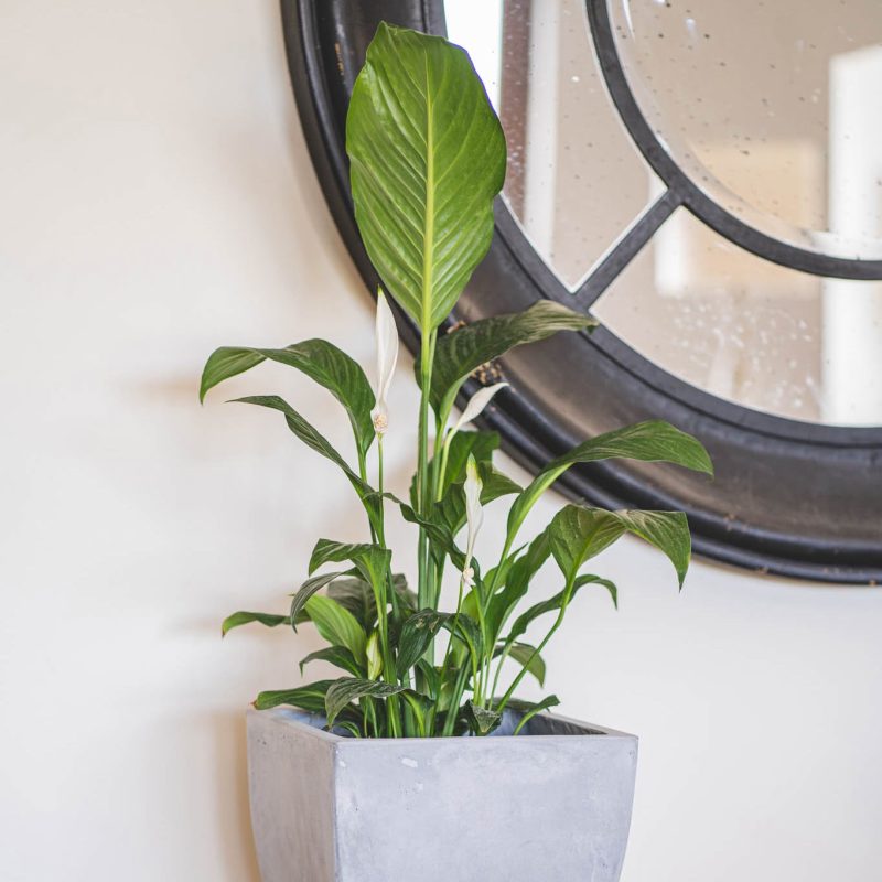 Espatifilo - tiendachagual