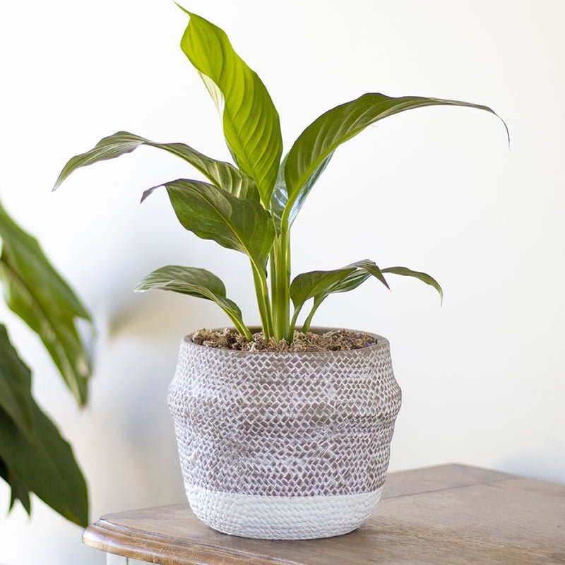 Espatifilo - tiendachagual