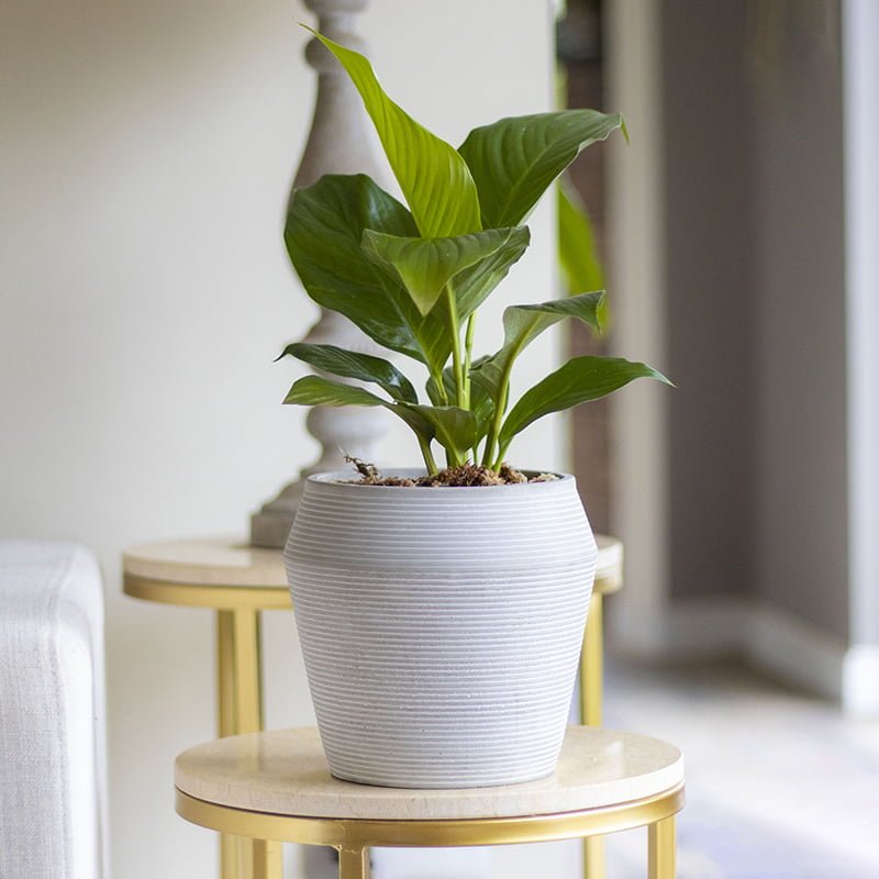 Espatifilo - tiendachagual