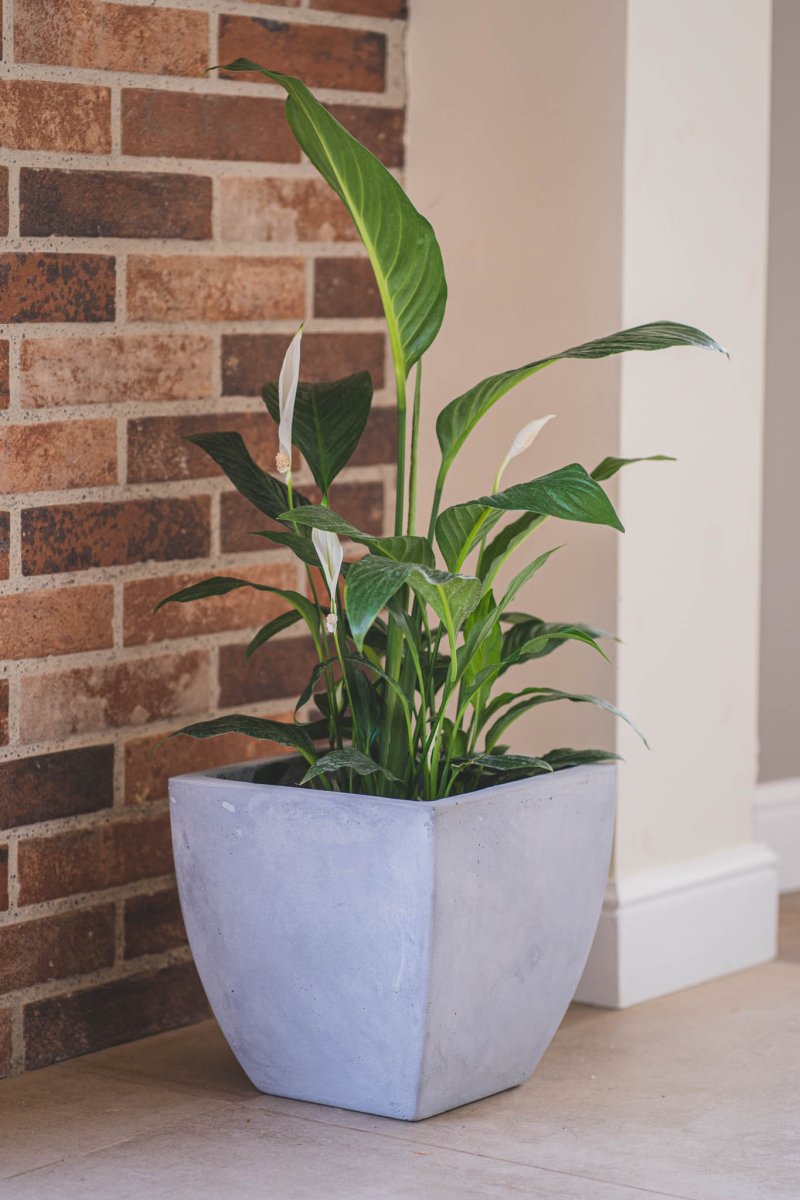 Espatifilo - tiendachagual