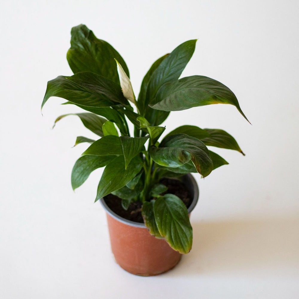 Espatifilo - tiendachagual