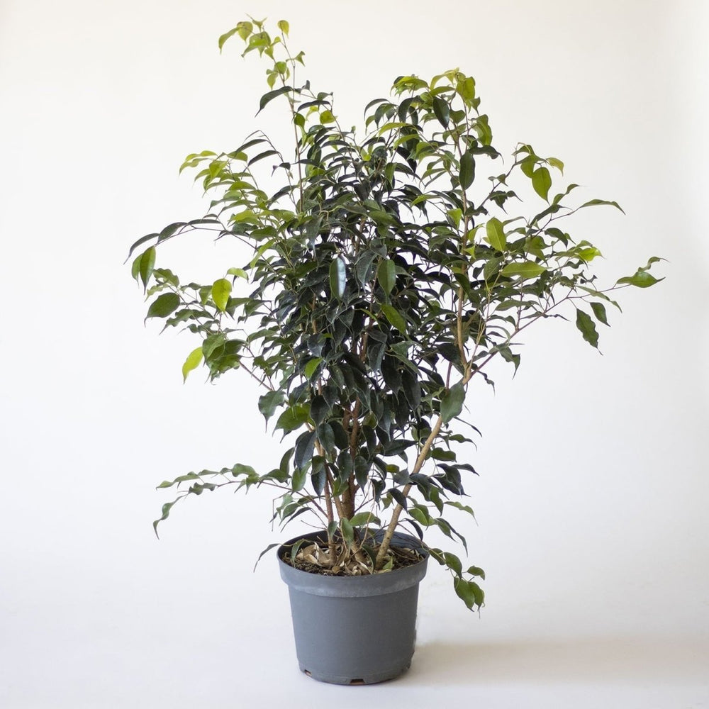 Ficus Benjamina Danielle verde - tiendachagual